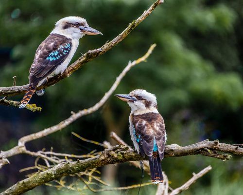 blue winged kookaburras